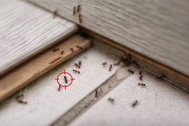 Best Best Pest Control Near Me  in Rancho Murieta, CA