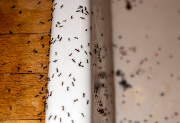 Best Bed Bug Extermination  in Rancho Murieta, CA